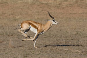 motorreis Namibië, motorreizen Namibië, motorvakantie Namibië, motorreis Zuid-Afrika, motorreizen Zuid-Afrika, motorvakantie Zuid-Afrika, motorreis zuidelijk Afrika, motorreizen zuidelijk Afrika, motorvakantie zuidelijk Afrika, motorreis Afrika, motorvakantie Afrika, motorreizen Afrika, Zulu Overland motorreis, Zulu Overland motorreizen, Zulu Overland motorvakantie, motorreis Botswana, motorreizen Botswana, motorvakantie Botswana