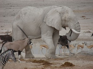 motorreis Namibië, motorreizen Namibië, motorvakantie Namibië, motorreis Zuid-Afrika, motorreizen Zuid-Afrika, motorvakantie Zuid-Afrika, motorreis zuidelijk Afrika, motorreizen zuidelijk Afrika, motorvakantie zuidelijk Afrika, motorreis Afrika, motorvakantie Afrika, motorreizen Afrika, Zulu Overland motorreis, Zulu Overland motorreizen, Zulu Overland motorvakantie, motorreis Botswana, motorreizen Botswana, motorvakantie Botswana