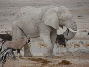 Lioness with cubs in Etosha N.P.