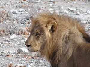 motorreis Namibië, motorreizen Namibië, motorvakantie Namibië, motorreis Zuid-Afrika, motorreizen Zuid-Afrika, motorvakantie Zuid-Afrika, motorreis zuidelijk Afrika, motorreizen zuidelijk Afrika, motorvakantie zuidelijk Afrika, motorreis Afrika, motorvakantie Afrika, motorreizen Afrika, Zulu Overland motorreis, Zulu Overland motorreizen, Zulu Overland motorvakantie, motorreis Botswana, motorreizen Botswana, motorvakantie Botswana