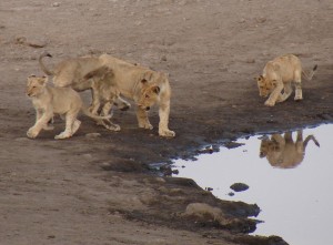 motorreis Namibië, motorreizen Namibië, motorvakantie Namibië, motorreis Zuid-Afrika, motorreizen Zuid-Afrika, motorvakantie Zuid-Afrika, motorreis zuidelijk Afrika, motorreizen zuidelijk Afrika, motorvakantie zuidelijk Afrika, motorreis Afrika, motorvakantie Afrika, motorreizen Afrika, Zulu Overland motorreis, Zulu Overland motorreizen, Zulu Overland motorvakantie, motorreis Botswana, motorreizen Botswana, motorvakantie Botswana
