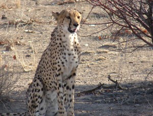 motorreis Namibië, motorreizen Namibië, motorvakantie Namibië, motorreis Zuid-Afrika, motorreizen Zuid-Afrika, motorvakantie Zuid-Afrika, motorreis zuidelijk Afrika, motorreizen zuidelijk Afrika, motorvakantie zuidelijk Afrika, motorreis Afrika, motorvakantie Afrika, motorreizen Afrika, Zulu Overland motorreis, Zulu Overland motorreizen, Zulu Overland motorvakantie, motorreis Botswana, motorreizen Botswana, motorvakantie Botswana