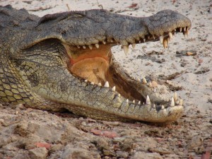 motorreis Namibië, motorreizen Namibië, motorvakantie Namibië, motorreis Zuid-Afrika, motorreizen Zuid-Afrika, motorvakantie Zuid-Afrika, motorreis zuidelijk Afrika, motorreizen zuidelijk Afrika, motorvakantie zuidelijk Afrika, motorreis Afrika, motorvakantie Afrika, motorreizen Afrika, Zulu Overland motorreis, Zulu Overland motorreizen, Zulu Overland motorvakantie, motorreis Botswana, motorreizen Botswana, motorvakantie Botswana