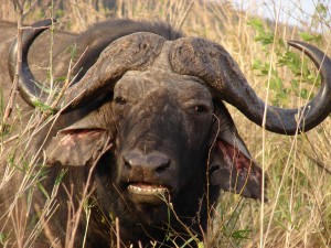 motorreis Namibië, motorreizen Namibië, motorvakantie Namibië, motorreis Zuid-Afrika, motorreizen Zuid-Afrika, motorvakantie Zuid-Afrika, motorreis zuidelijk Afrika, motorreizen zuidelijk Afrika, motorvakantie zuidelijk Afrika, motorreis Afrika, motorvakantie Afrika, motorreizen Afrika, Zulu Overland motorreis, Zulu Overland motorreizen, Zulu Overland motorvakantie, motorreis Botswana, motorreizen Botswana, motorvakantie Botswana