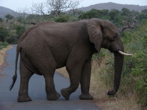 motorreis Namibië, motorreizen Namibië, motorvakantie Namibië, motorreis Zuid-Afrika, motorreizen Zuid-Afrika, motorvakantie Zuid-Afrika, motorreis zuidelijk Afrika, motorreizen zuidelijk Afrika, motorvakantie zuidelijk Afrika, motorreis Afrika, motorvakantie Afrika, motorreizen Afrika, Zulu Overland motorreis, Zulu Overland motorreizen, Zulu Overland motorvakantie, motorreis Botswana, motorreizen Botswana, motorvakantie Botswana