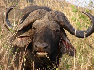 motorreis Namibië, motorreizen Namibië, motorvakantie Namibië, motorreis Zuid-Afrika, motorreizen Zuid-Afrika, motorvakantie Zuid-Afrika, motorreis zuidelijk Afrika, motorreizen zuidelijk Afrika, motorvakantie zuidelijk Afrika, motorreis Afrika, motorvakantie Afrika, motorreizen Afrika, Zulu Overland motorreis, Zulu Overland motorreizen, Zulu Overland motorvakantie, motorreis Botswana, motorreizen Botswana, motorvakantie Botswana