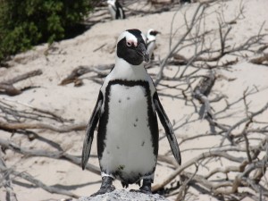 motorreis Namibië, motorreizen Namibië, motorvakantie Namibië, motorreis Zuid-Afrika, motorreizen Zuid-Afrika, motorvakantie Zuid-Afrika, motorreis zuidelijk Afrika, motorreizen zuidelijk Afrika, motorvakantie zuidelijk Afrika, motorreis Afrika, motorvakantie Afrika, motorreizen Afrika, Zulu Overland motorreis, Zulu Overland motorreizen, Zulu Overland motorvakantie, motorreis Botswana, motorreizen Botswana, motorvakantie Botswana