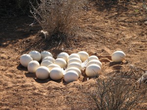 motorreis Namibië, motorreizen Namibië, motorvakantie Namibië, motorreis Zuid-Afrika, motorreizen Zuid-Afrika, motorvakantie Zuid-Afrika, motorreis zuidelijk Afrika, motorreizen zuidelijk Afrika, motorvakantie zuidelijk Afrika, motorreis Afrika, motorvakantie Afrika, motorreizen Afrika, Zulu Overland motorreis, Zulu Overland motorreizen, Zulu Overland motorvakantie, motorreis Botswana, motorreizen Botswana, motorvakantie Botswana