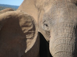 motorreis Namibië, motorreizen Namibië, motorvakantie Namibië, motorreis Zuid-Afrika, motorreizen Zuid-Afrika, motorvakantie Zuid-Afrika, motorreis zuidelijk Afrika, motorreizen zuidelijk Afrika, motorvakantie zuidelijk Afrika, motorreis Afrika, motorvakantie Afrika, motorreizen Afrika, Zulu Overland motorreis, Zulu Overland motorreizen, Zulu Overland motorvakantie, motorreis Botswana, motorreizen Botswana, motorvakantie Botswana